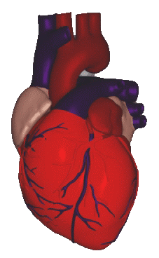 Anatomical illustration of the human heart