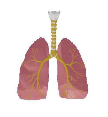 Illustration of the lungs and respiratory tract
